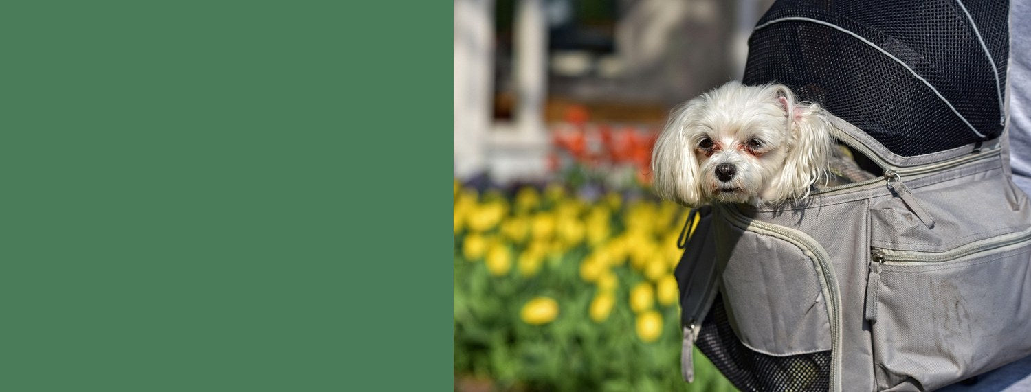 Hund im Rucksack tragen: Tipps Tricks und worauf du achten musst